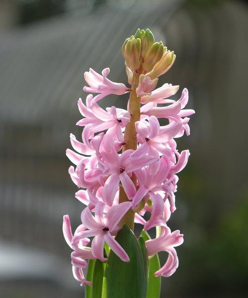 粉色风信子花语（探索风信子的神秘之美）