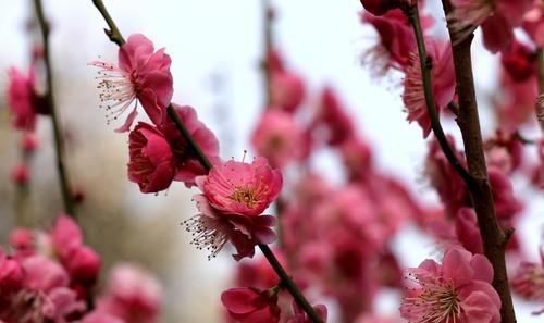 粉色梅花的花语（温暖春天的使者——粉色梅花）