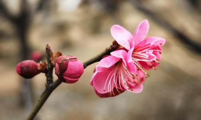 粉色梅花的花语（温暖春天的使者——粉色梅花）