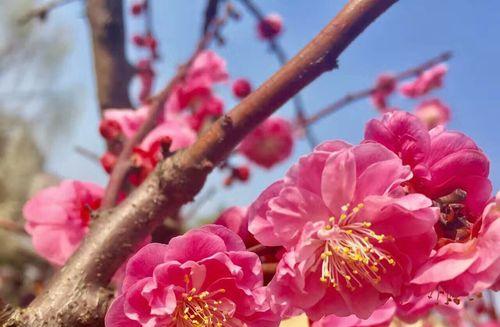 粉色梅花的花语（温暖春天的使者——粉色梅花）