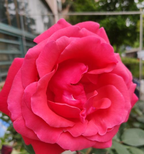 粉色月季花语的浪漫与美丽（缔造浪漫氛围的花朵）