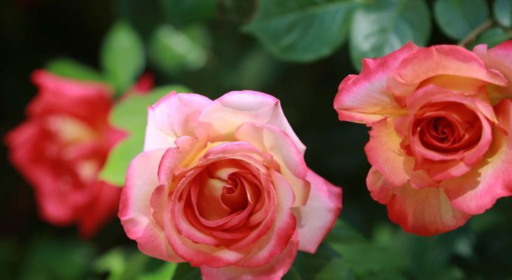 粉色月季花语的浪漫与美丽（缔造浪漫氛围的花朵）