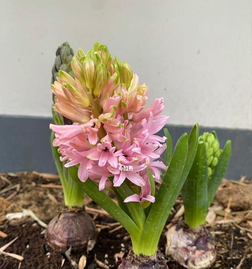 风信子花开的寓意（生命之美与希望）
