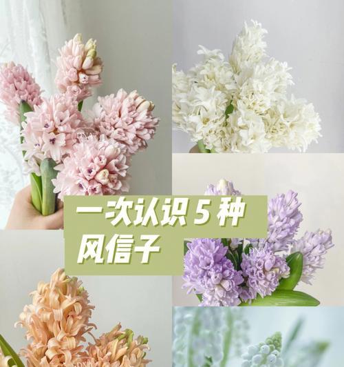 风信子鲜花的花语——祝福与希望（风信子鲜花花语的深层寓意与心灵治愈力量）