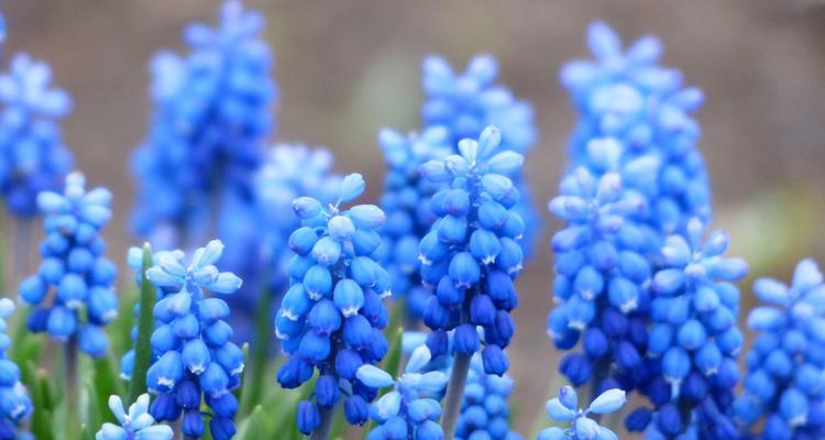 风信子的花语与象征意义（探寻风信子花朵背后的隐含寓意）
