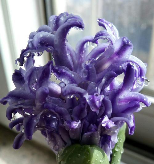 风信子的花语与象征意义（探寻风信子花朵背后的隐含寓意）