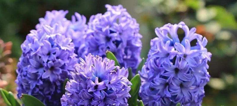 风信子的花语与象征意义（美丽的风信子之旅——探寻花朵背后的意义）