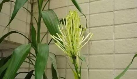 繁荣与幸福相伴——富贵竹笼的寓意（生命的希望与财富的象征/富贵长久的象征/美好愿景的化身）
