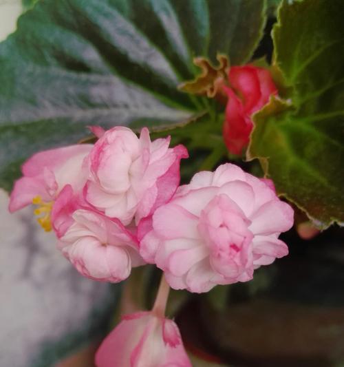 格里海棠海棠花的寓意与传承（探寻格里海棠海棠花的象征意义和文化传统）