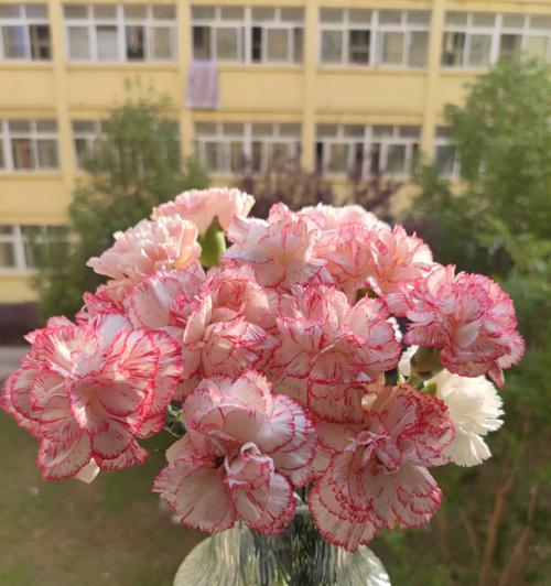 康乃馨花的寓意与象征（展现爱情）