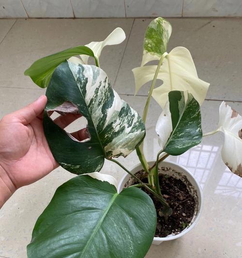 龟背竹的花语及其意义（探寻龟背竹花语的深层含义）