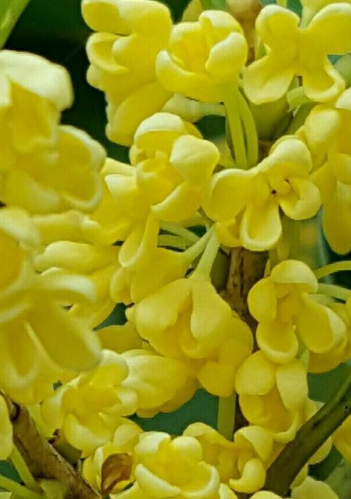 桂花花语之美（芬芳流转的桂花）