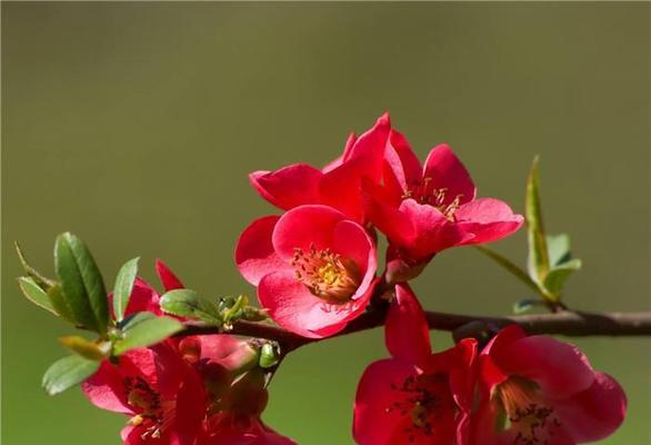 海棠花的意义与寓意（美丽绽放）