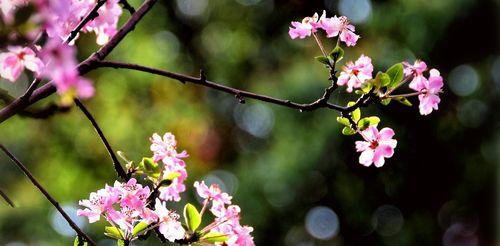 海棠花的花语（探寻海棠花的美丽与意义）