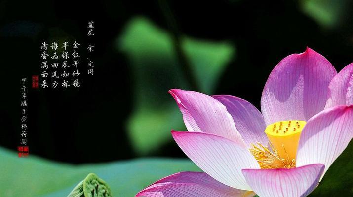 红色荷花的花语与寓意（揭示红色荷花的深刻内涵与象征意义）