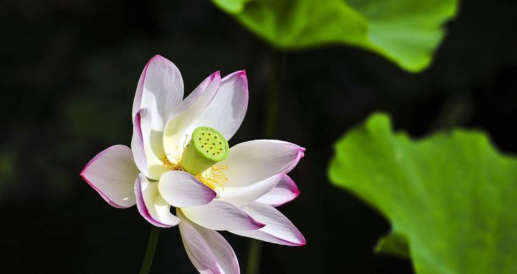 荷花的魅力与象征意义（揭示荷花之美与哲理）