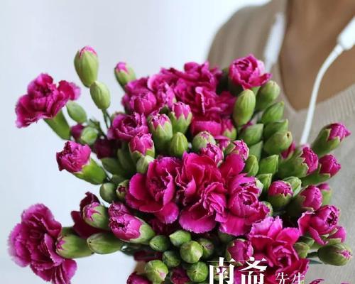 红边康乃馨花语——表达爱与感激的选择（康乃馨花语的深刻寓意与浪漫情感）