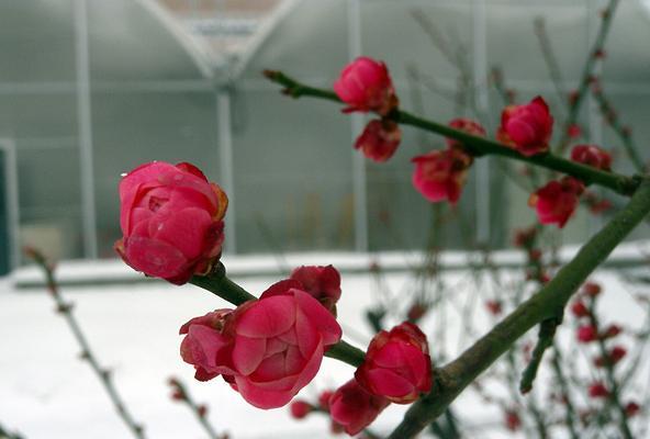 红梅花的花语及意义（红梅花的美丽与坚韧）