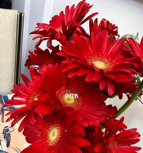 红色非洲菊的花语（探索红色非洲菊花的神秘花语）