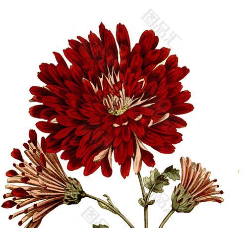 红色菊花赤炎（一朵红花）