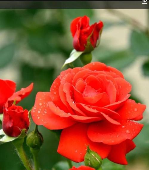 红色月季花语-热情、繁荣与爱情的象征（点燃心中的红色激情）
