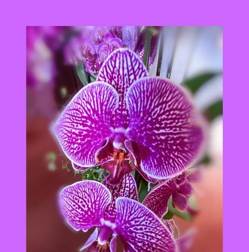 蝴蝶兰花语（探寻蝴蝶兰的花语意义及养殖技巧）