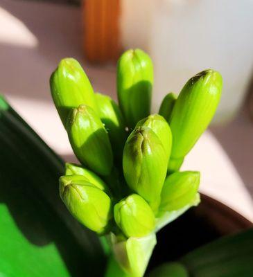 探寻君子兰的神秘花语世界（以大花君子兰为窗）