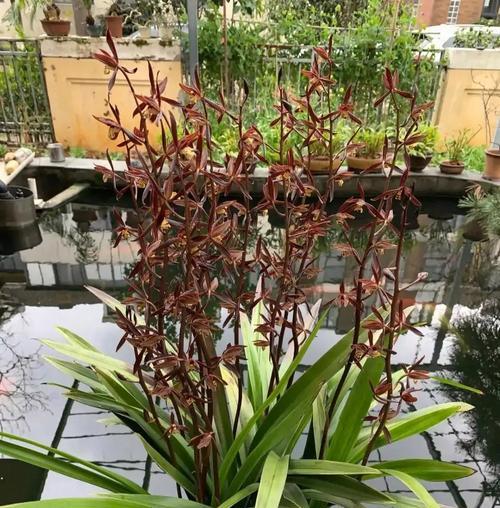 家养兰花的益处（让家庭更美丽）
