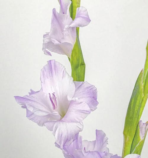 剑兰花（剑兰花花语解读与赏析）
