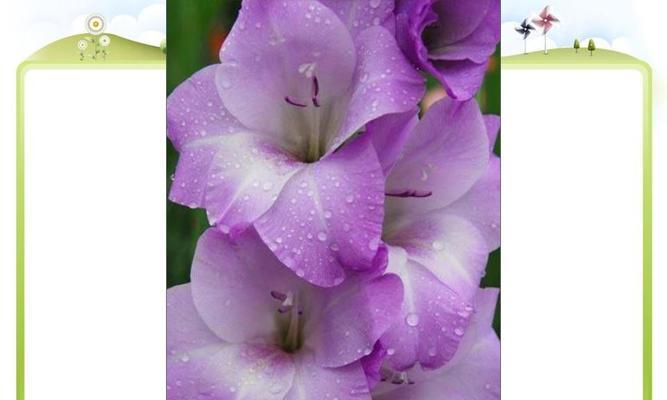 剑兰花（剑兰花花语解读与赏析）