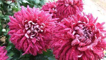 花开菊花间，情意绵绵（探寻菊花的花语与寓意）