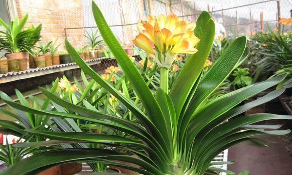以君子兰的花语和寓意（探寻君子兰的品质与意义）
