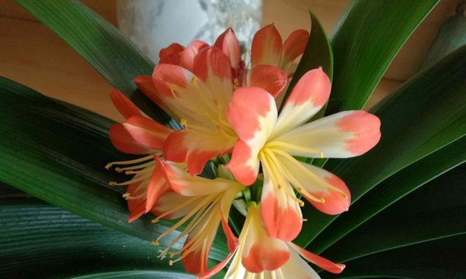 君子兰花（君子兰花的寓意及传承）