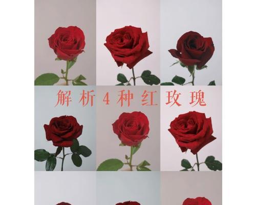 卡罗拉红玫瑰花语的含义与传承(探索卡罗拉红玫瑰的浪漫与深意)