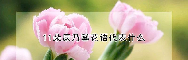 康乃馨之数（康乃馨的数量象征的含义与解读）