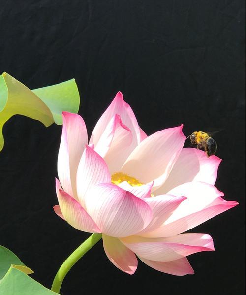 蓝荷花的花语——纯洁与宁静（寻找生活中的蓝荷花）