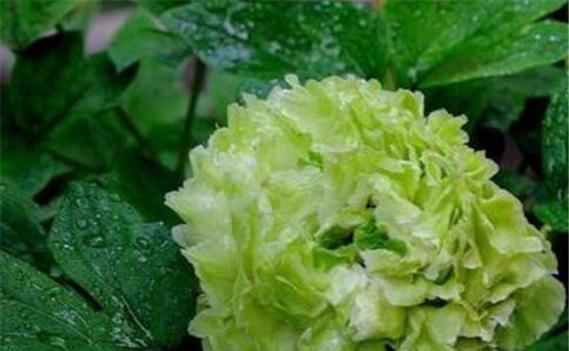 蓝牡丹花语之美——探索花朵背后的寓意（揭开蓝牡丹花语的神秘面纱）