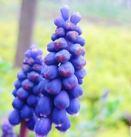 蓝色风信子的花语（传递爱与希望的蓝色风信子）