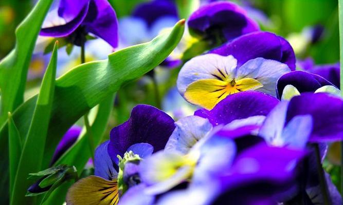 蓝色兰花的花语及其意义（探索蓝色兰花的神秘魅力与象征意义）