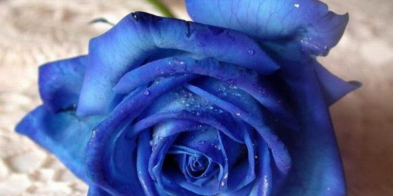 蓝色月季花语（揭开蓝色月季的美丽秘密）