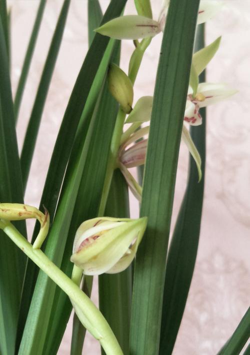 兰花（探寻兰花的优雅与纯洁）