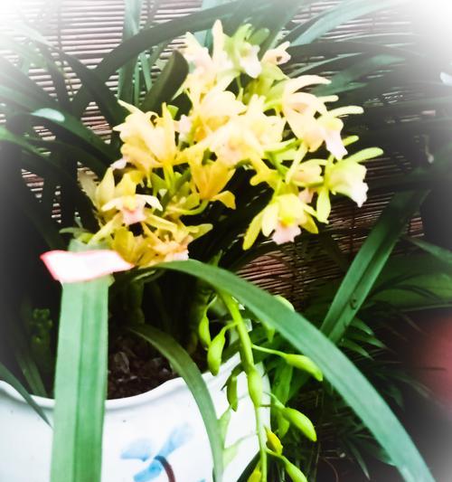 兰花的寓意与花语——美丽与高雅的象征(探寻兰花的意义)