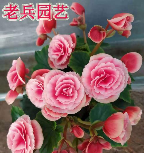 丽格海棠花摘心的含义解读（探寻花草之间的情感交流）