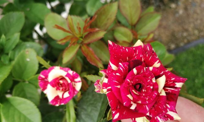 流星雨月季花花语（探寻流星雨月季花花语的意义与象征）