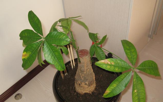 发财树怎样管理（了解发财树的正确养法）