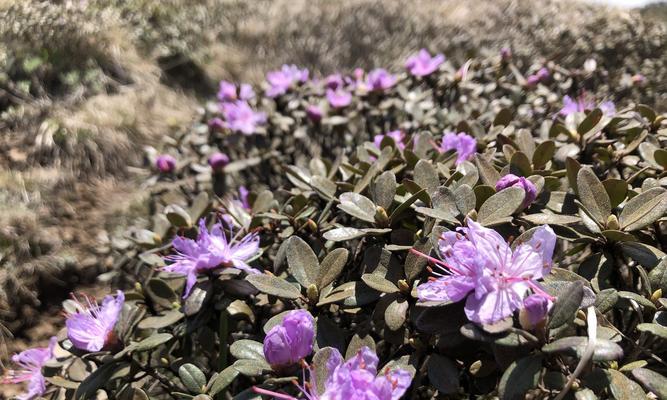 紫花杜鹃什么时候开花（了解紫花杜鹃花期简介）