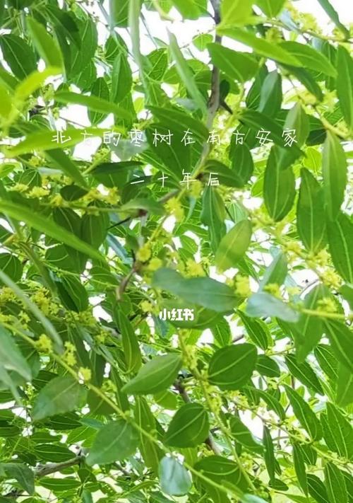 枣树什么时候种植（有关枣树栽培技术）
