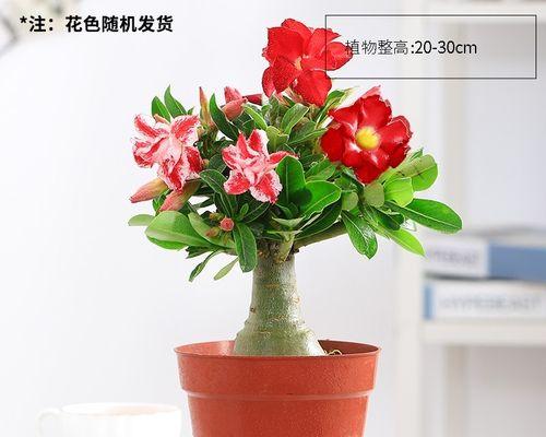 玫瑰花如何养护（详解玫瑰花养护要点）