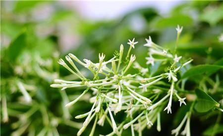 夜来香花期是几月份（夜来香的种植方法和时间）