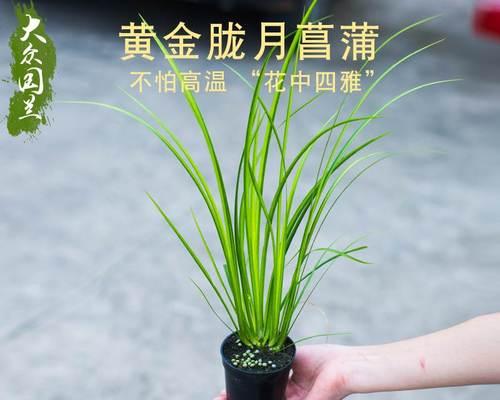昌蒲草盆景怎么培养（昌蒲草的养殖方法讲解）